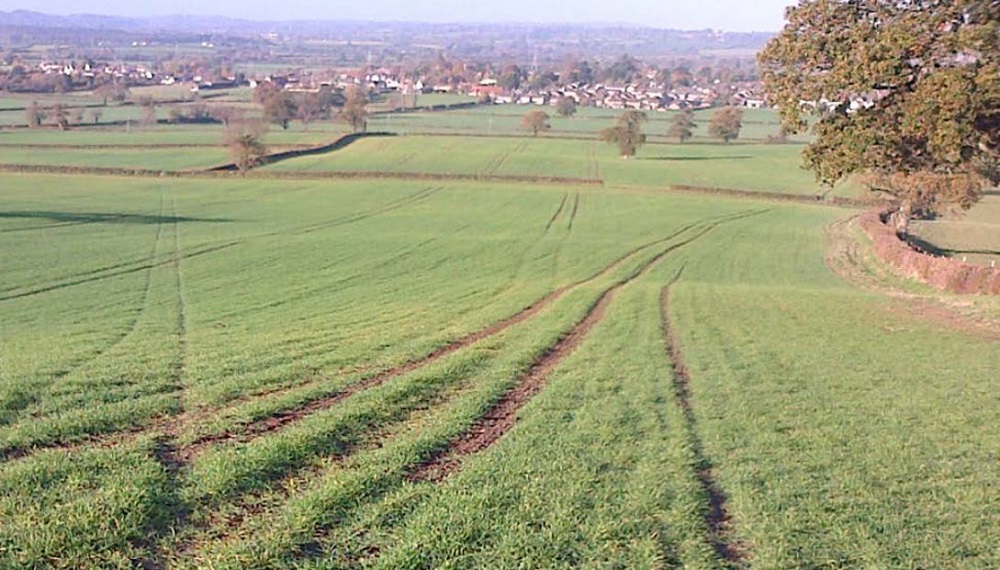 An establishing field of wheat